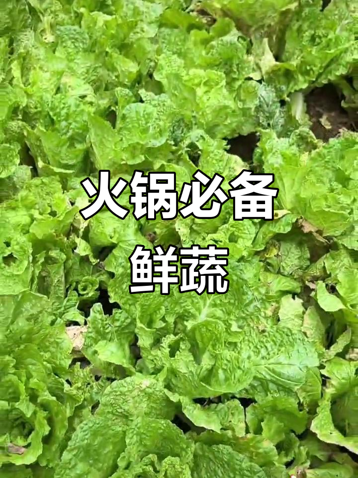 火锅菜与青菜的完美搭配,嫩滑又美味