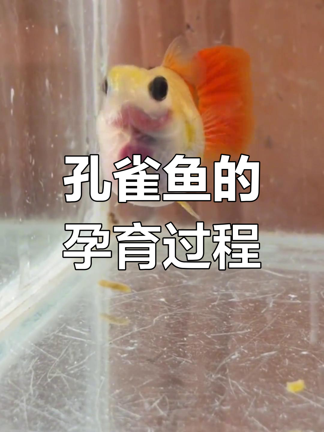 玻璃猫球体母鱼怀孕,小鱼宝宝清晰可见