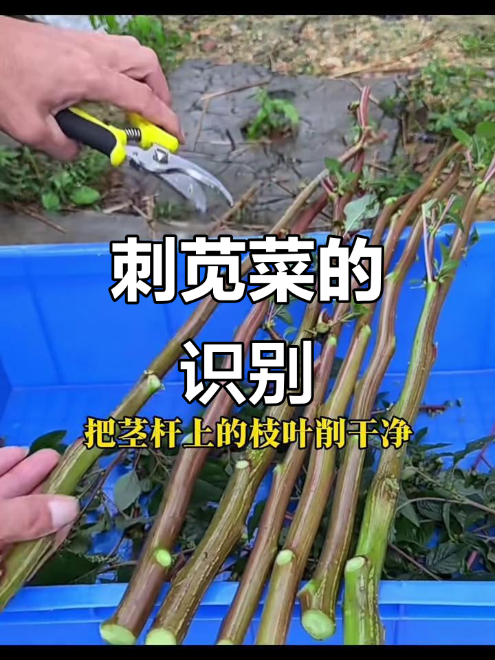 刺苋菜,红色块根显眼,河边常见带尖刺