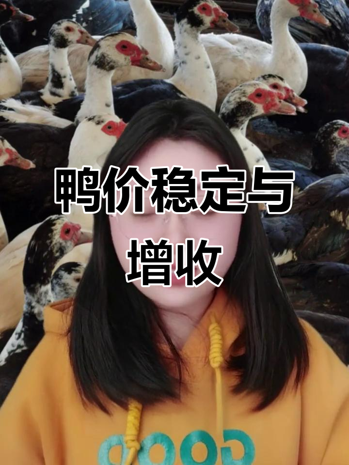2023/11/16 番鸭价格波动小,如何提升收益?