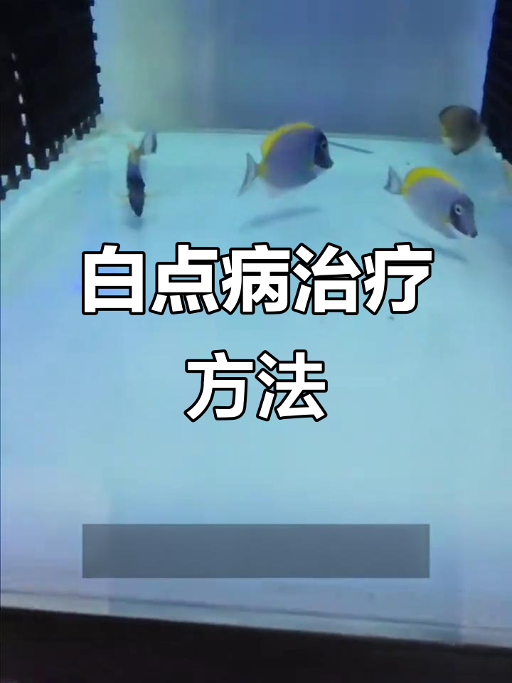 粉蓝吊白点病如何治疗？两种方法帮你解决