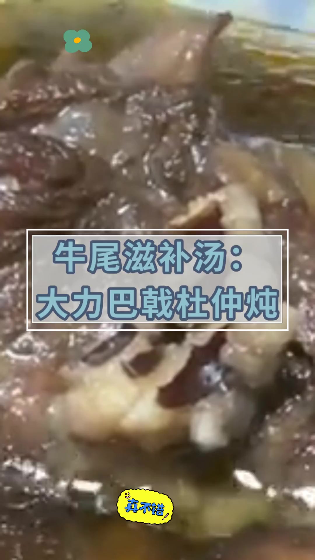 牛尾滋补汤:大力巴戟杜仲炖