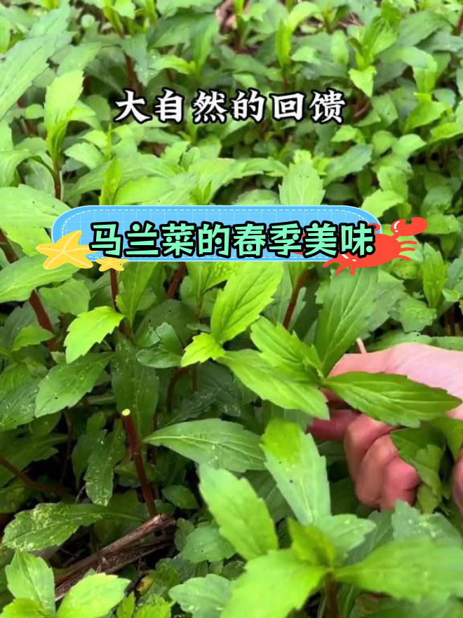 春天必吃的马兰菜,清脆爽口