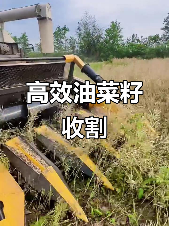 油菜籽收割机助力农业高效,快速完成农田作业