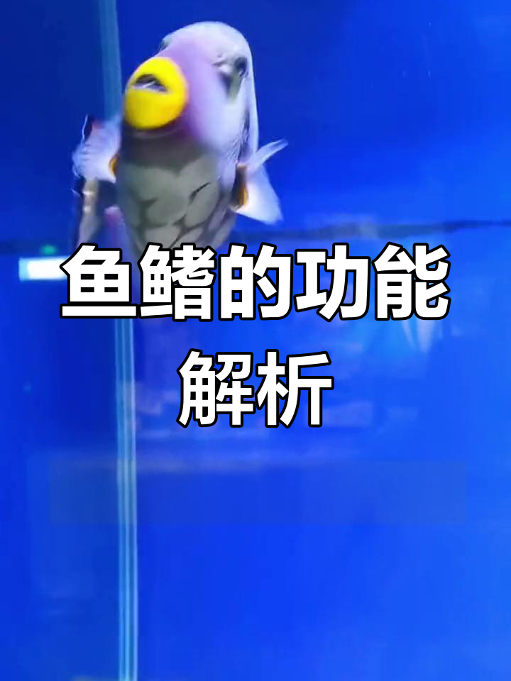 鱼鳍的作用大揭秘:平衡与游动全靠它们