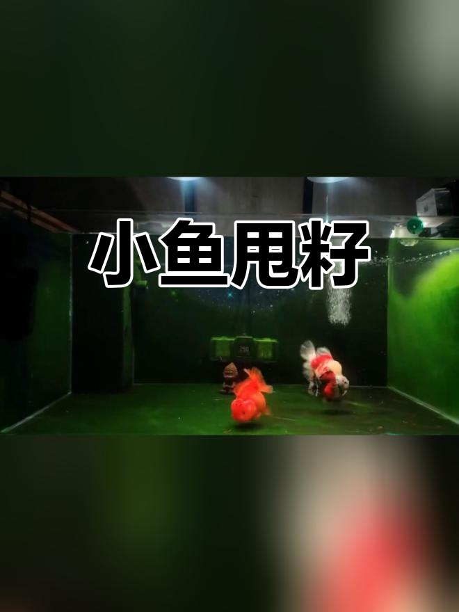 泰狮金鱼甩籽了