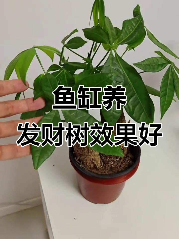 鱼缸水培发财树,竟然比盆栽长得更好?试试这些植物吧