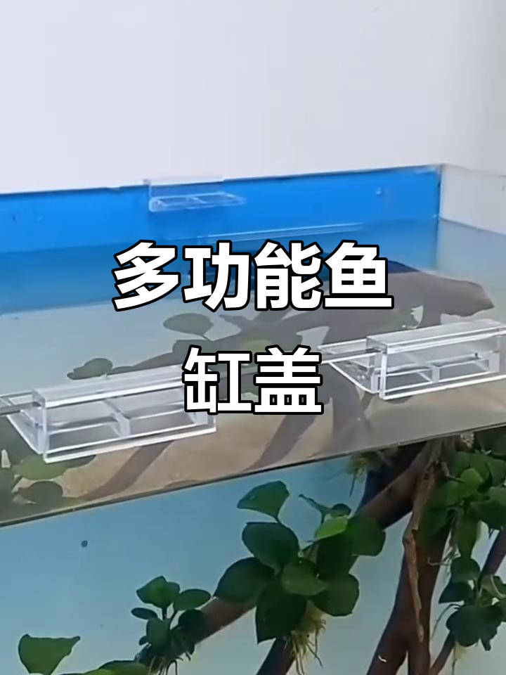 鱼缸盖板,分隔空间、造景龟台多功能一体