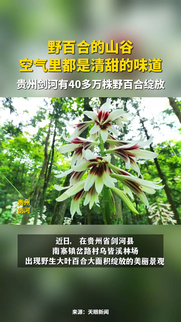 野百合的山谷空气里都是清甜的味道