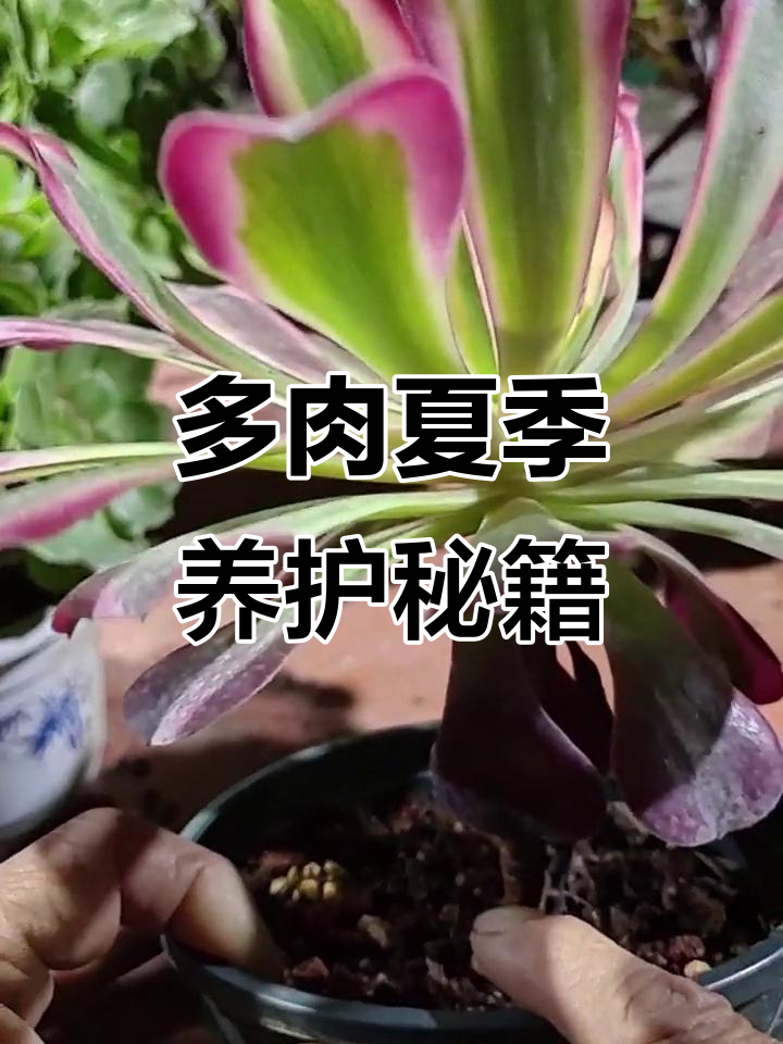 如何避免多肉植物因高温受损?这些养护小技巧你必须知道