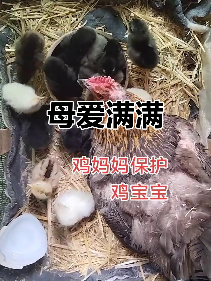 鸡妈妈勇敢守护小鸡宝宝,温馨感人瞬间