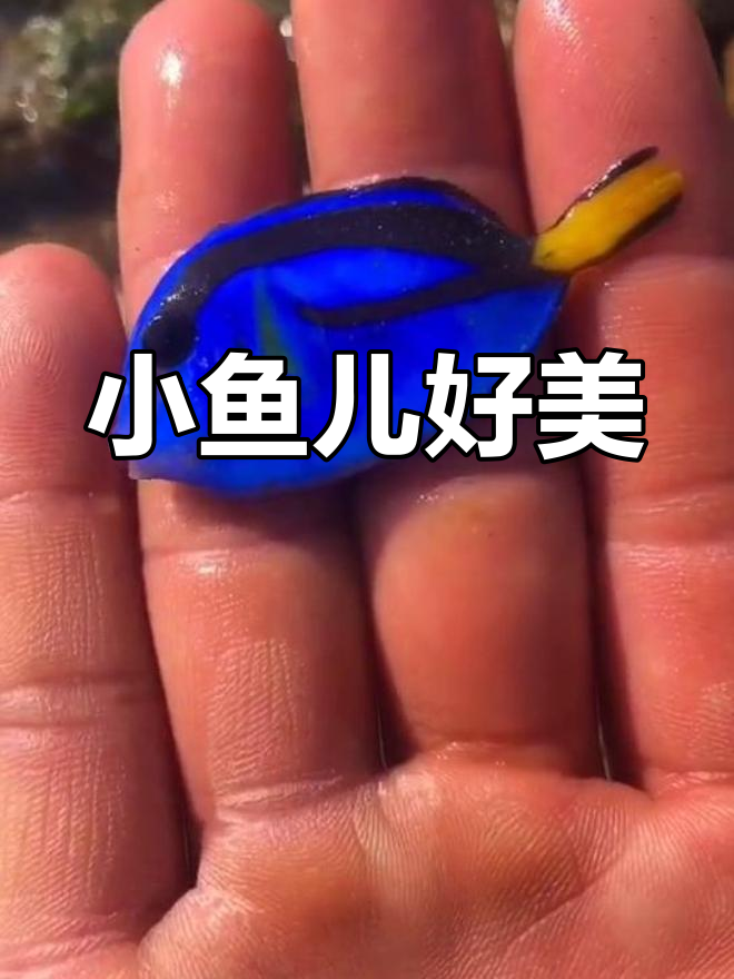 发现一条美丽的小鱼,放生它吧!