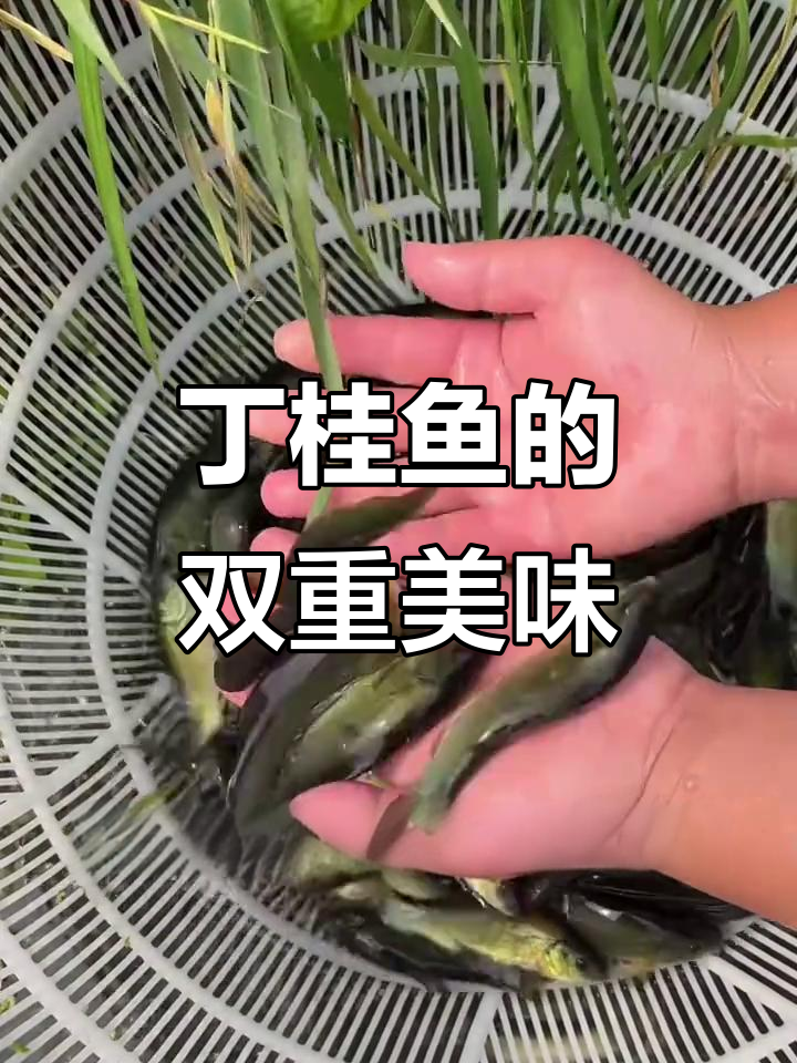 丁桂鱼鲜美可口,火锅清蒸皆宜,比鲈鱼更胜一筹