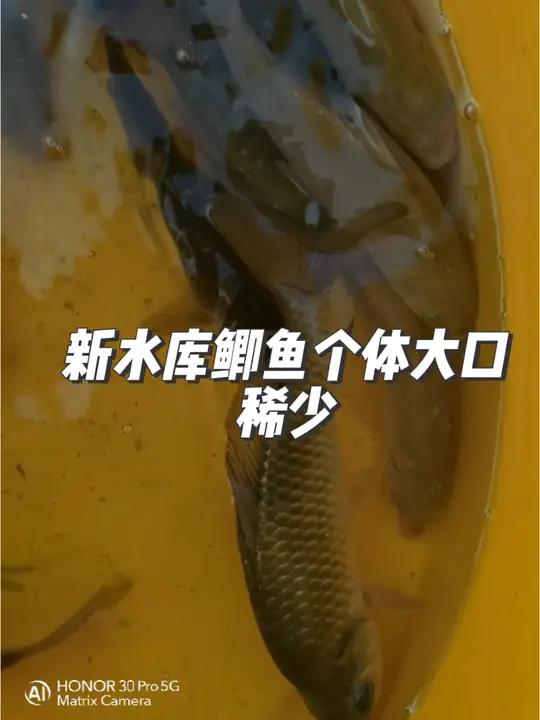 新水库,里面鲫鱼个体,口少,口轻,守一个是一个,里面刚放的有团鱼7/8两,乌龟1/2斤,草