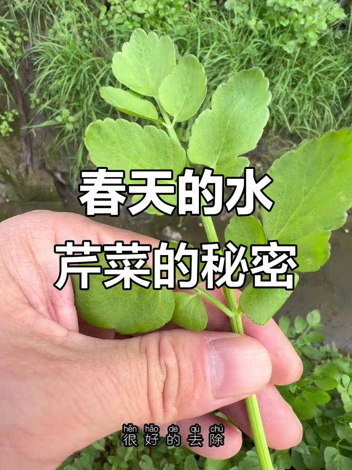 水芹菜:古籍中的美味野菜,春季必吃时令佳肴