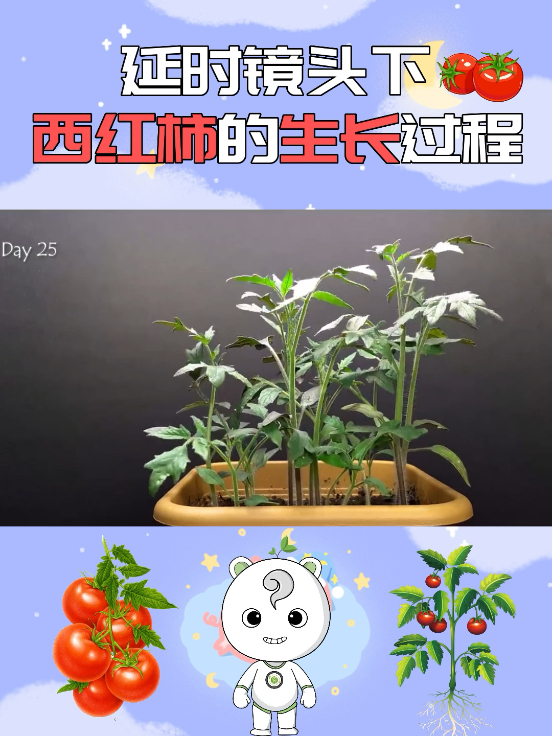 植物生长|带你了解西红柿的生长过程