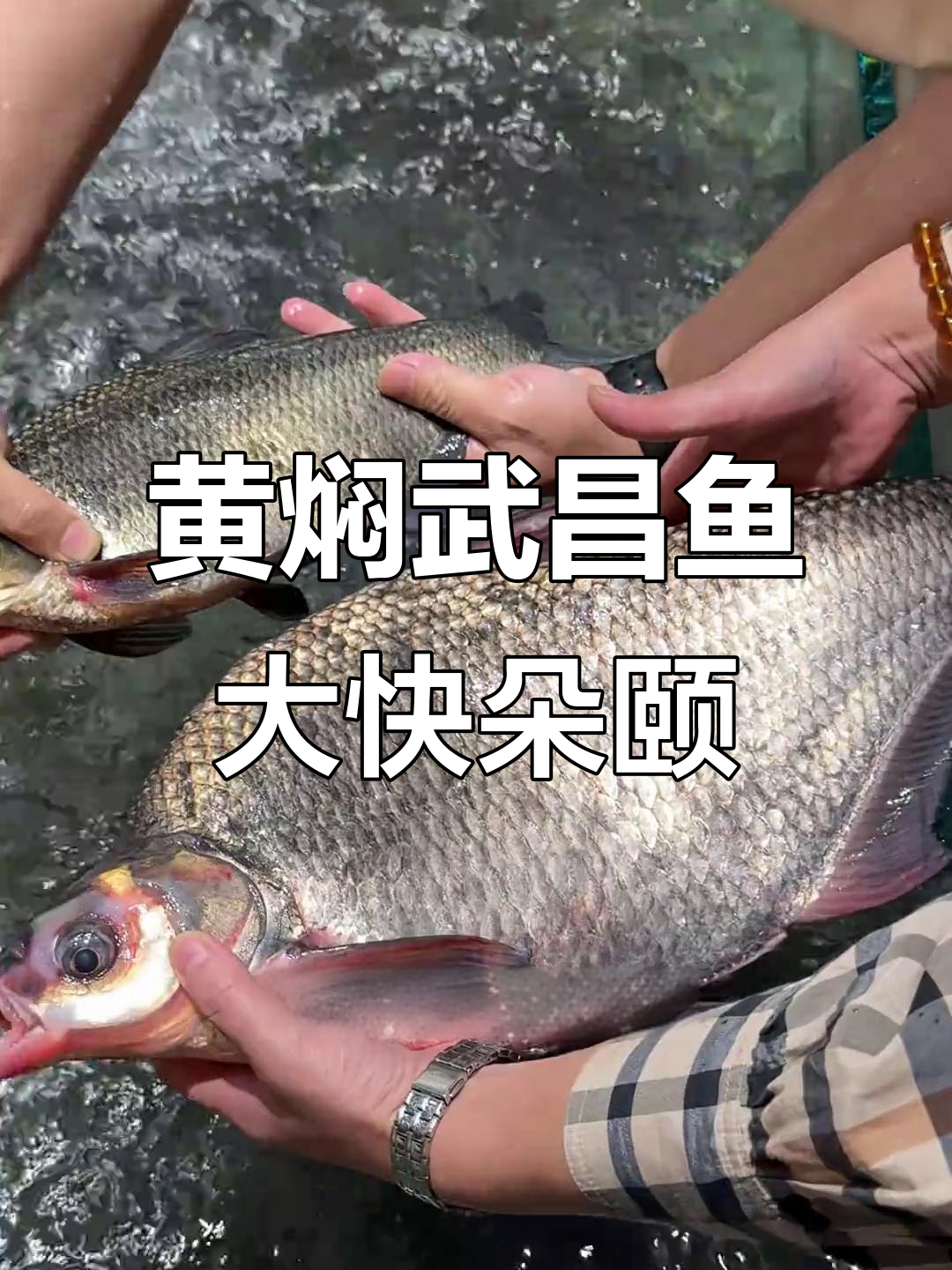 武昌鱼与鳊鱼的差别,烤鸭寿司配黄焖羊排超惊艳!