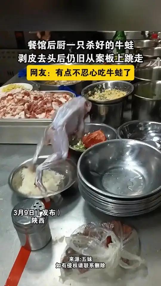 餐馆后厨内一只被杀好的牛蛙，在被剥皮去头之后从案板上跳走。#牛蛙#神经反射#死去的牛蛙还在