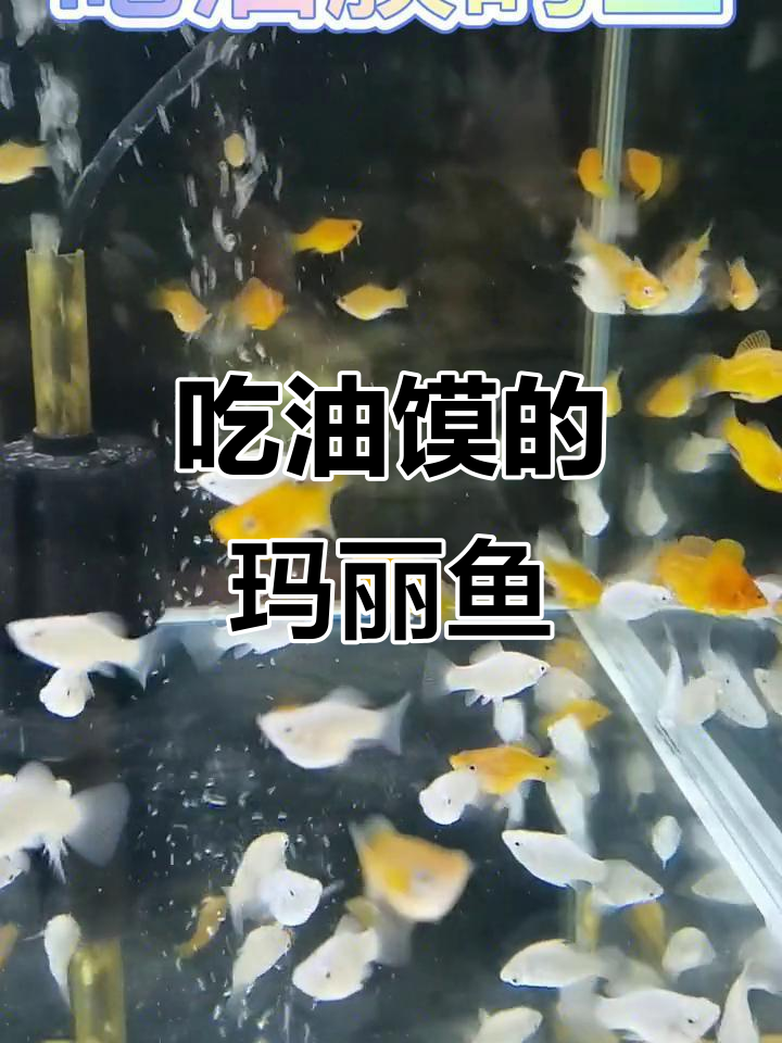 玛丽鱼:油膜清洁专家,超能生小鱼