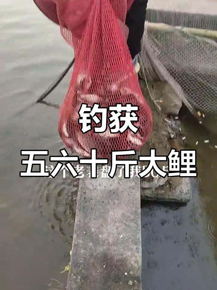 钓鱼高手挑战50斤鲤鱼,轻松搞定!