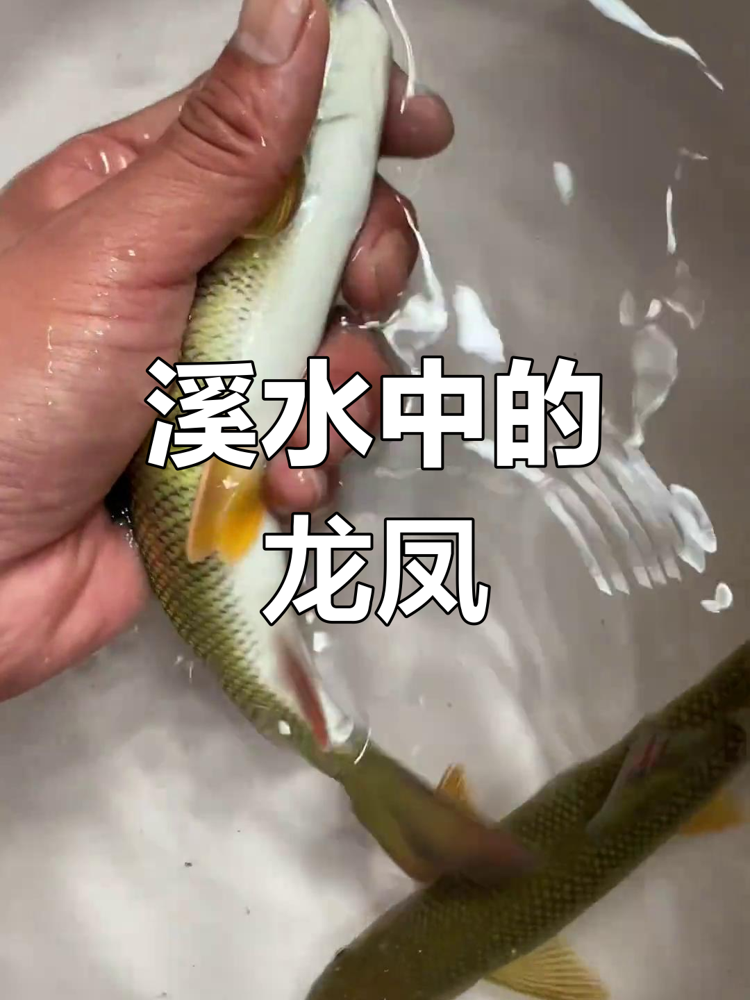 三年赤鳞鱼,色彩斑斓如精灵,生长缓慢却尽显独特魅力
