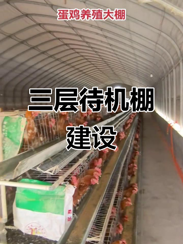 蛋鸡养殖大棚建造技巧,三层设计让你更省心