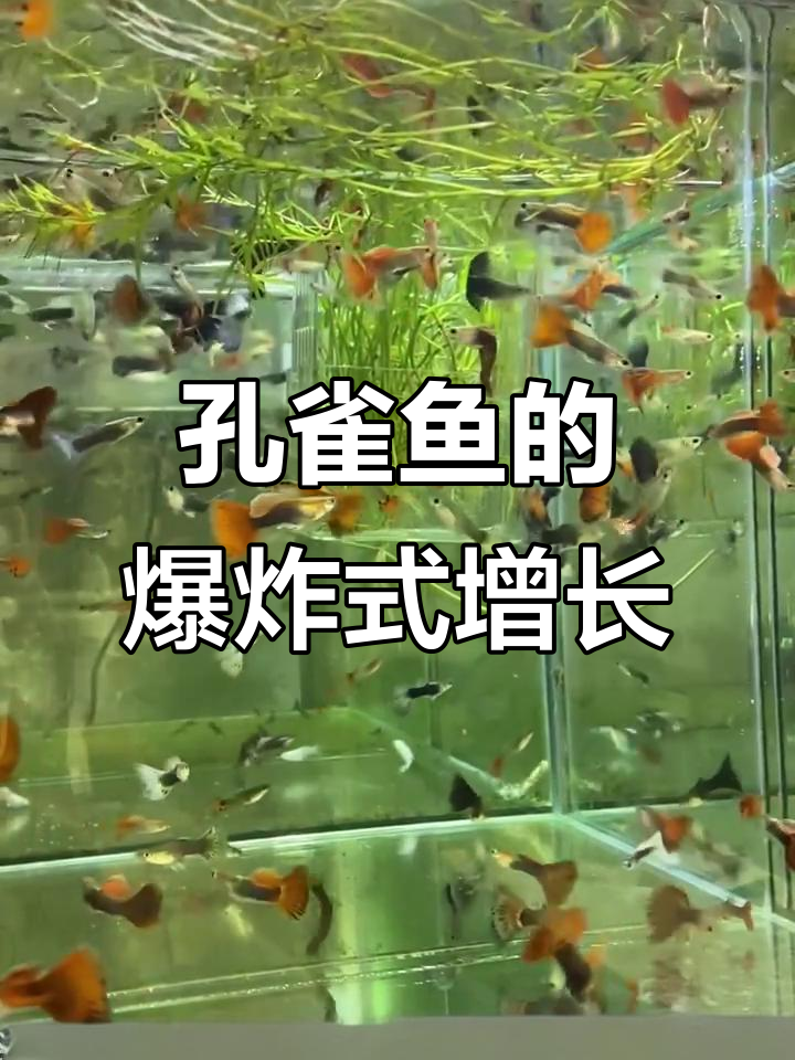 从几条孔雀鱼到满缸爆表,繁殖力惊人!