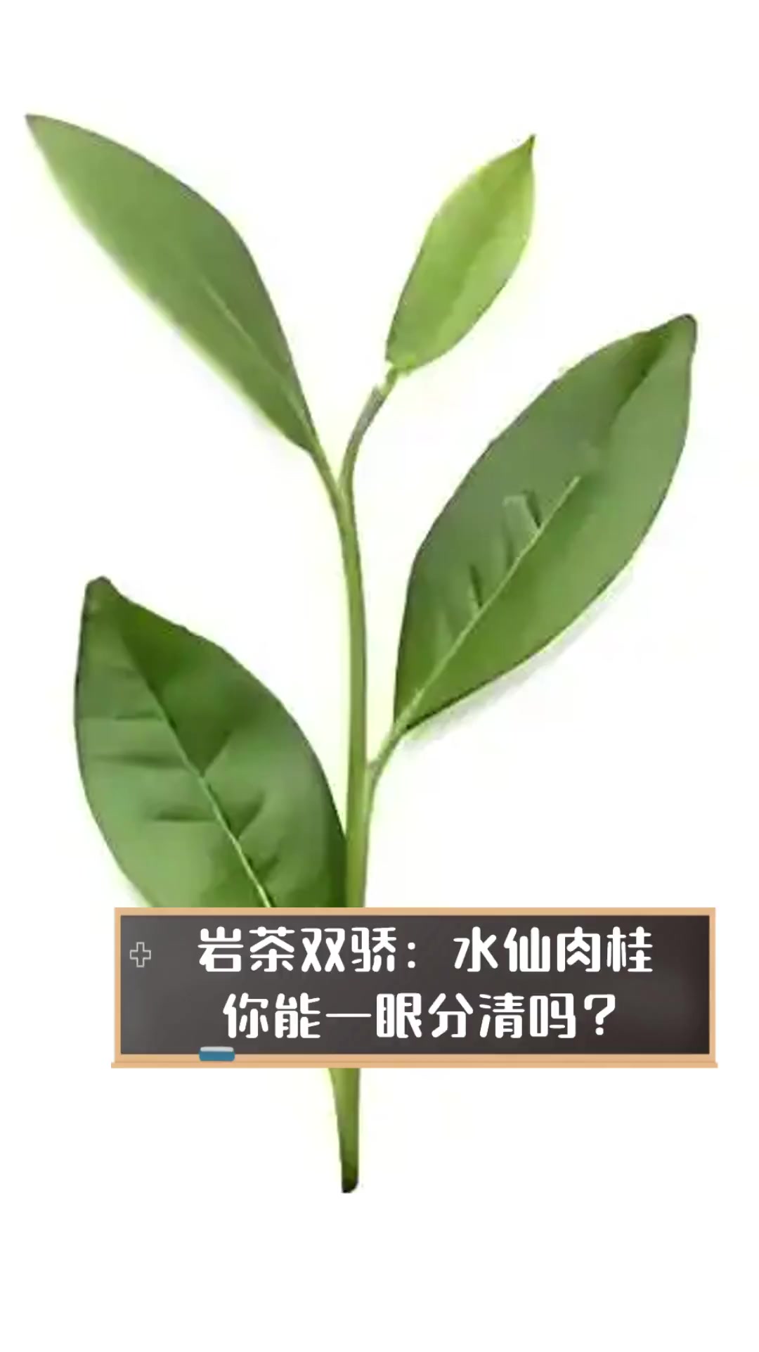 岩茶双骄:水仙肉桂,你能一眼分清吗?