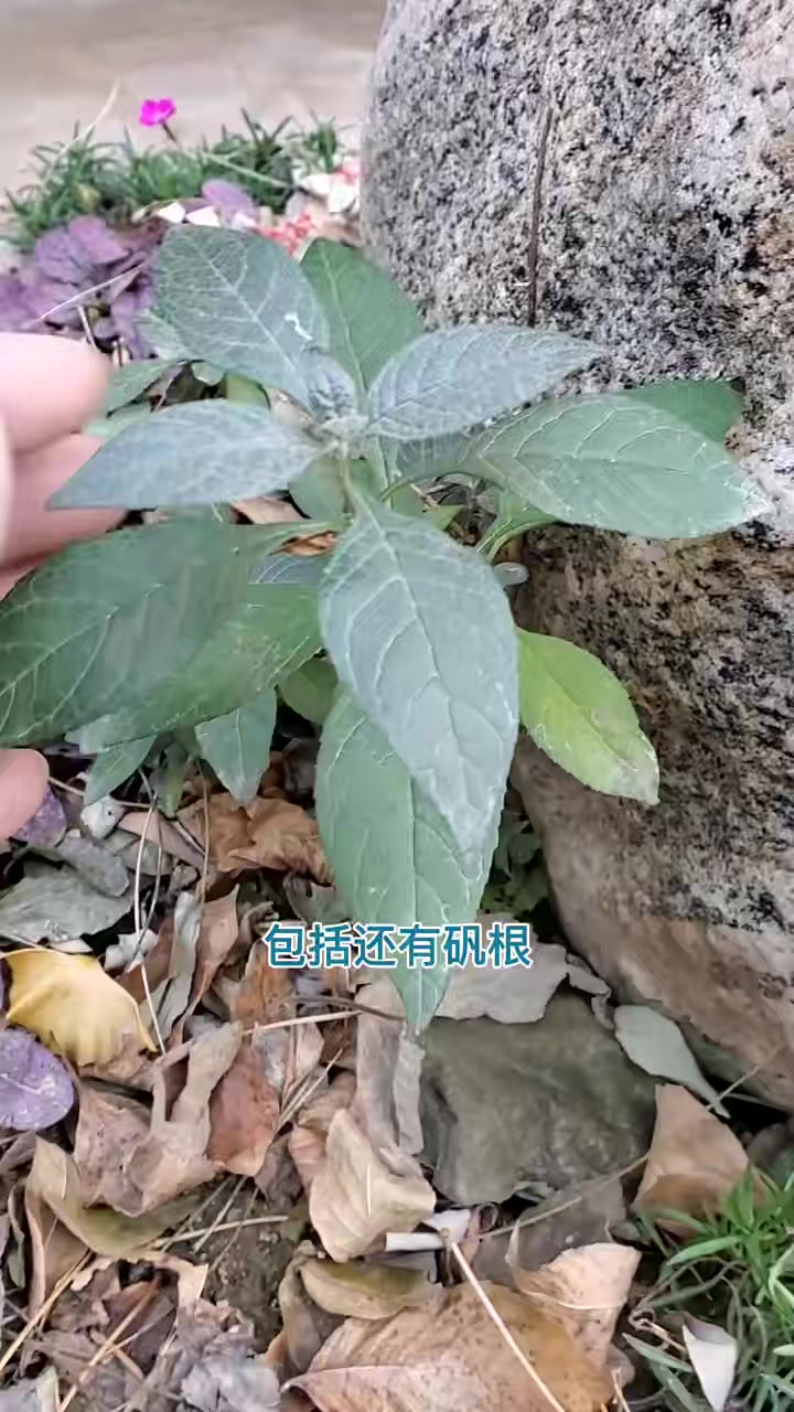 我家院里种的一些非常耐寒的品种,大家参考