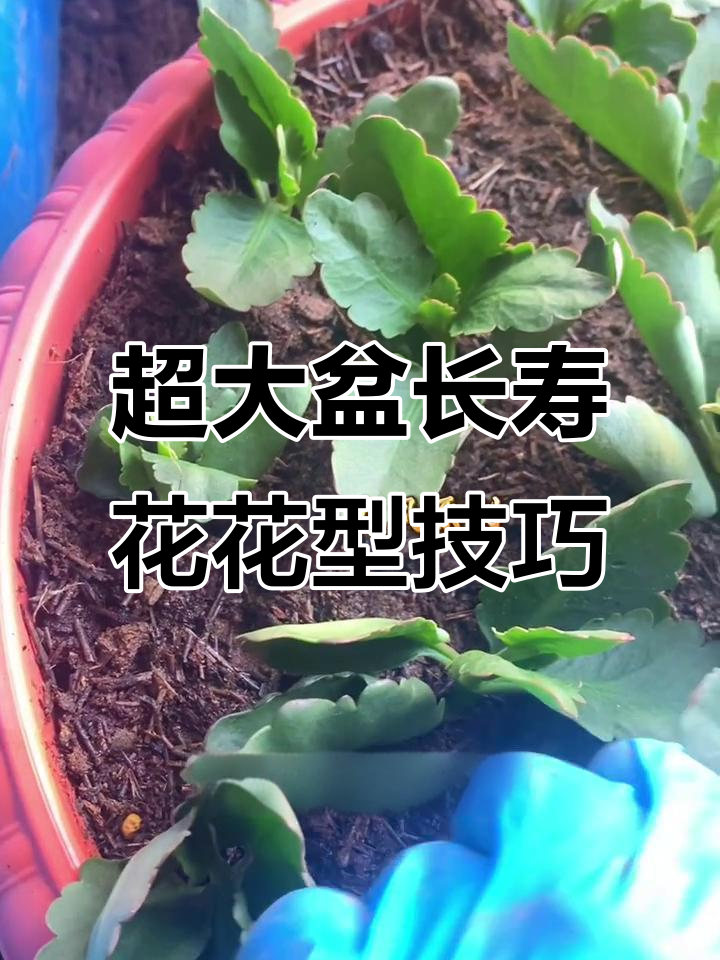 如何群栽超大盆长寿花,打造完美株型