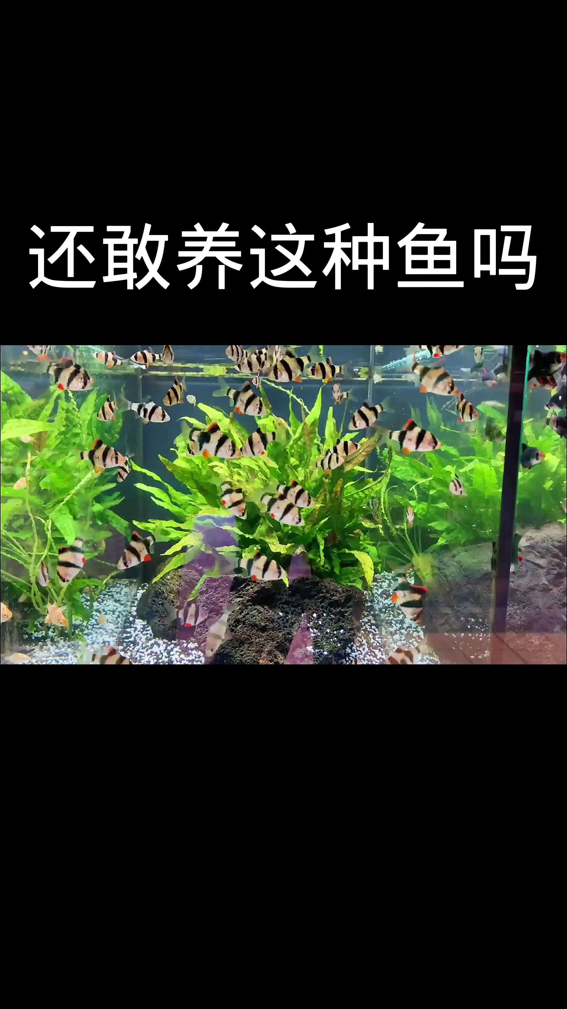 不敢养虎皮鱼了,一天观赏鱼就失踪好几条
