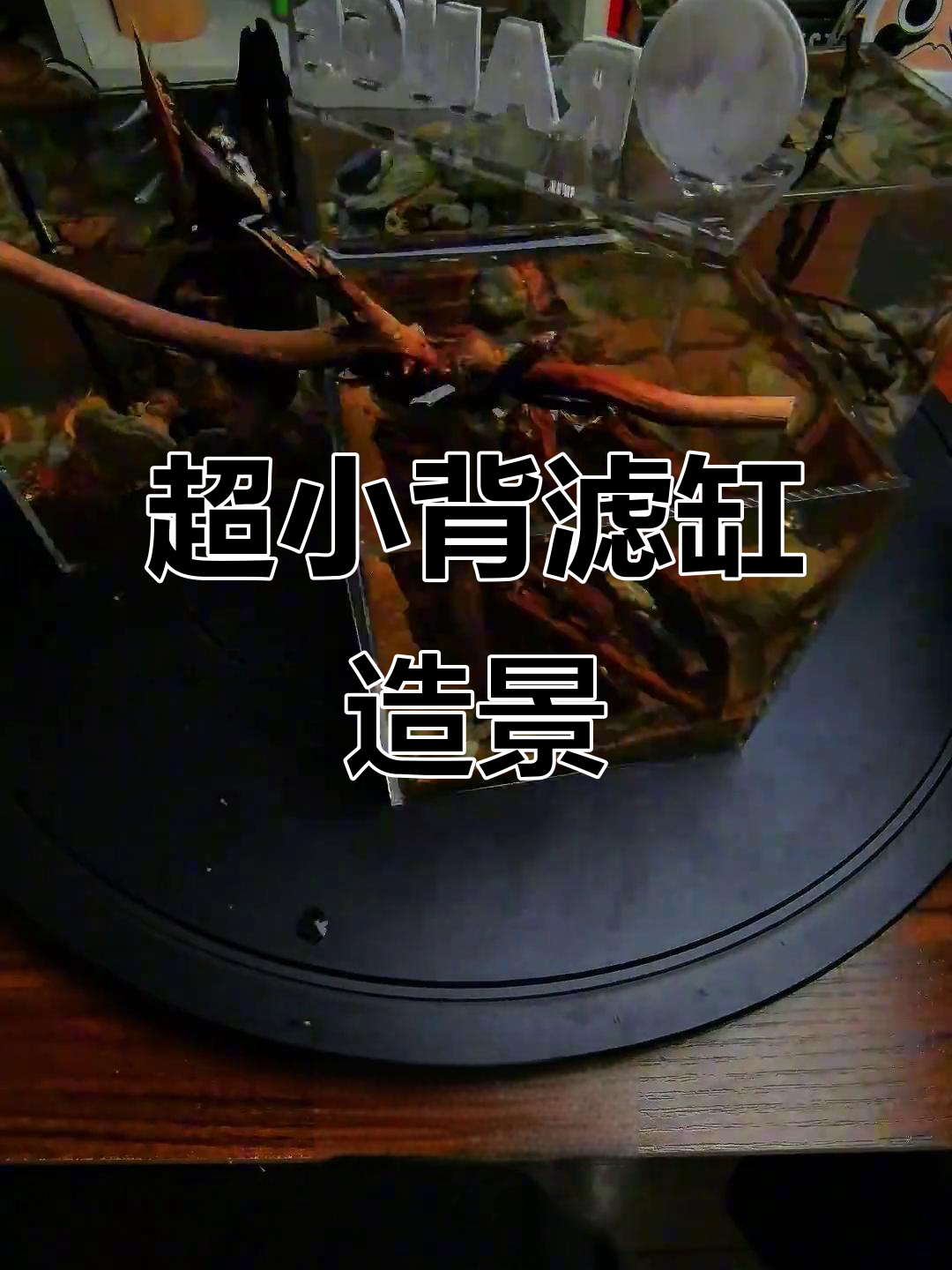 迷你鱼缸造景翻车,竟然惊艳了!