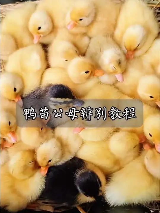 鸭苗公母辨别方法 农民养小鸭子主要是为了下鸭蛋,所以辨别公母非常重要#三农 #涨知识 #鸭