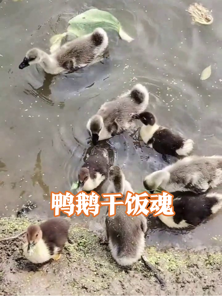 小鸭子为抢青菜挤破头,大白鹅:这菜我先尝!