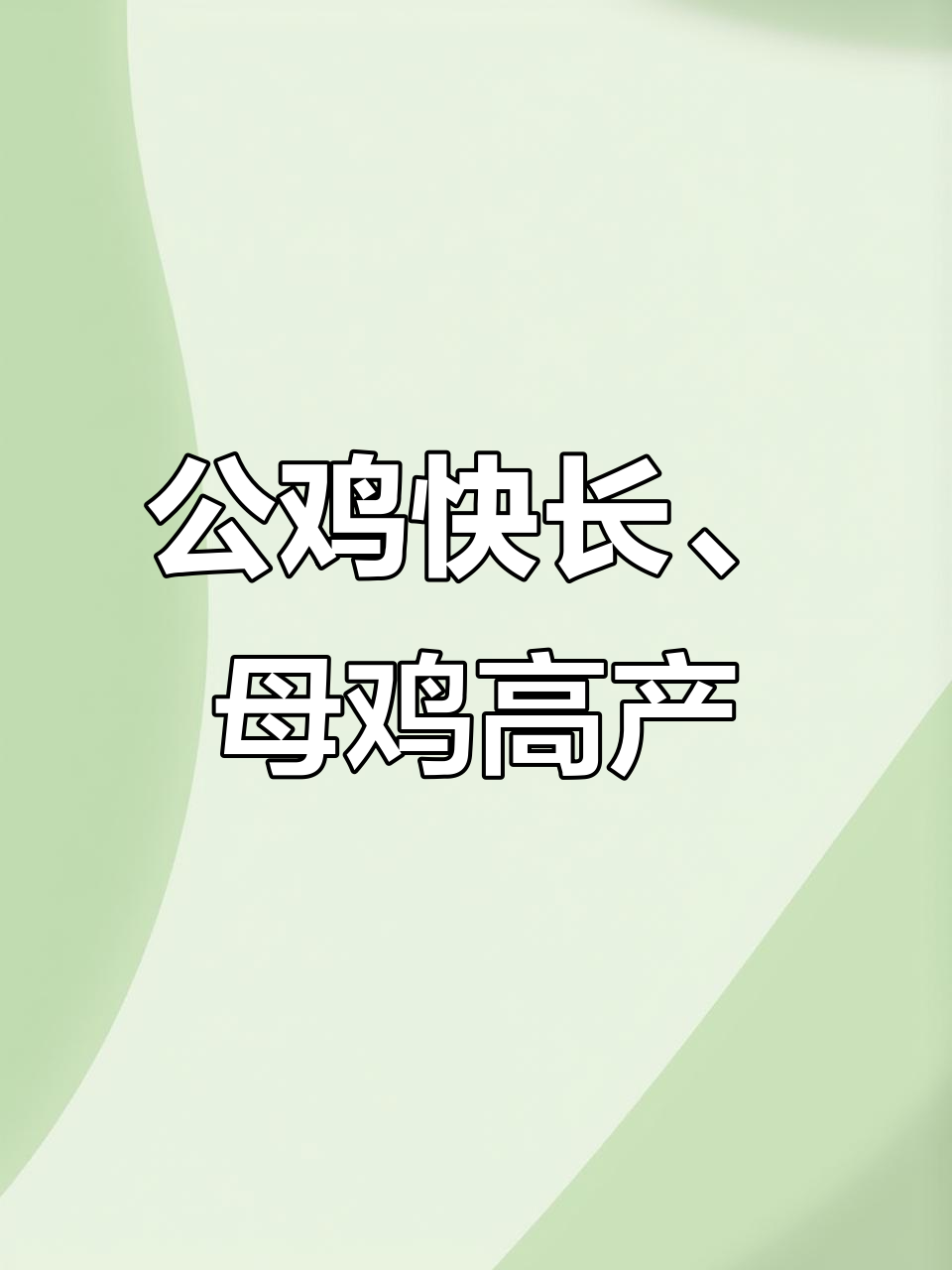 九斤红鸡苗:公母涨势惊人,青年鸡活力满满