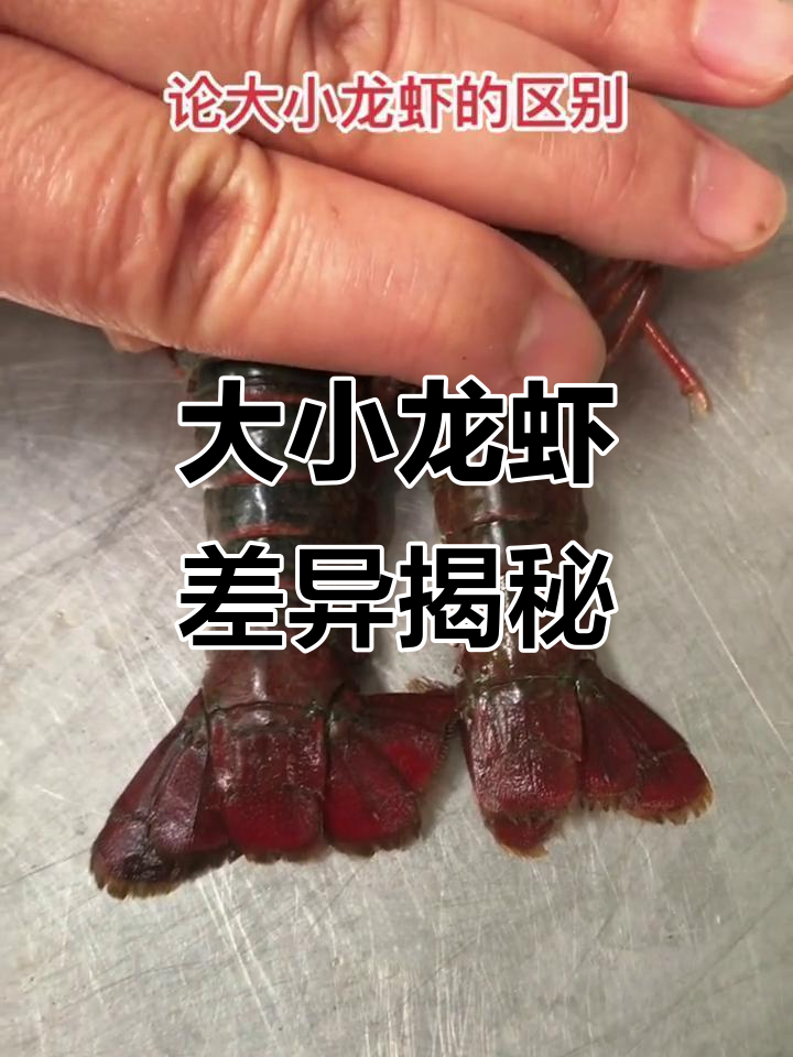 大龙虾和小龙虾的惊人区别,原来这么有趣!