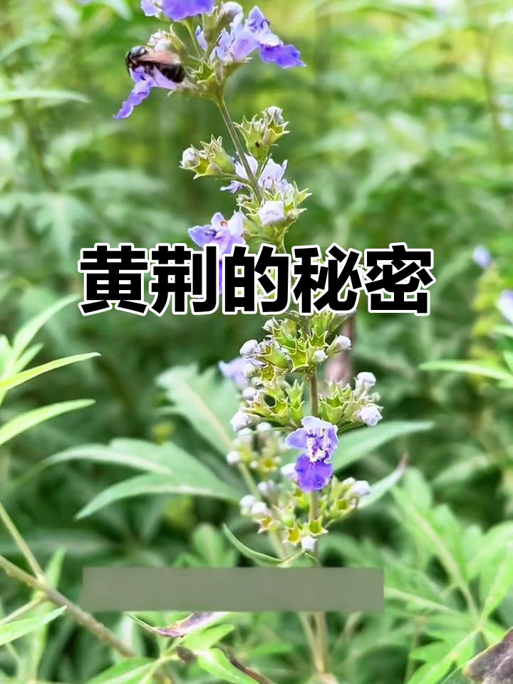 黄荆:紫色小花背后的蜜源宝藏,你了解吗?