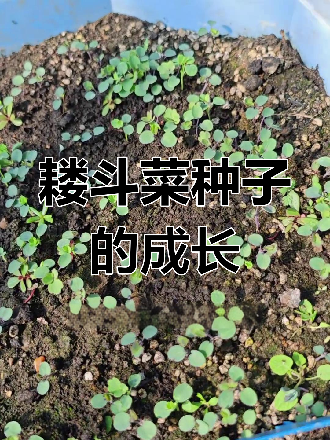 耧斗菜种子发芽过程揭秘,如何育苗才能成功?