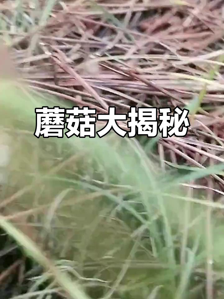 喇叭蘑、银耳蘑,带你探索更多野生蘑菇的秘密!
