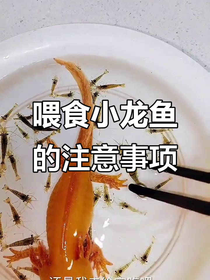 小龙鱼吃虾,记得去壳哦!