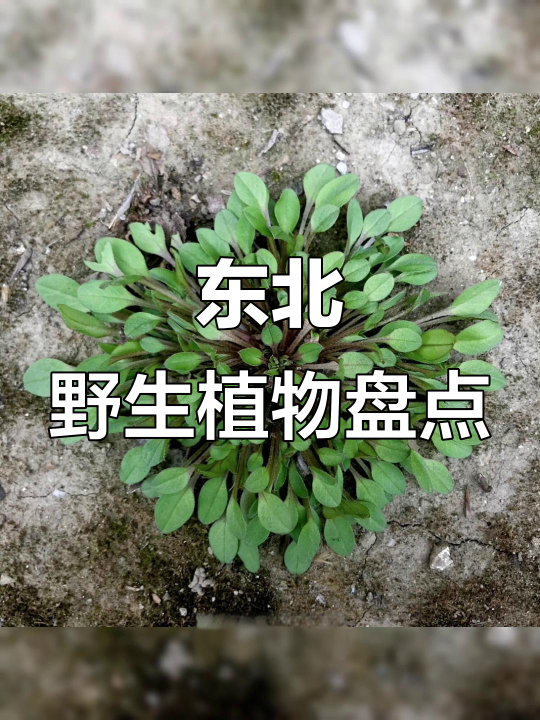 东北常见野菜大揭秘:柳蒿芽、泽麻子,你家乡有吗?