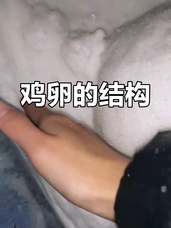 鸡卵的构造与功能解析