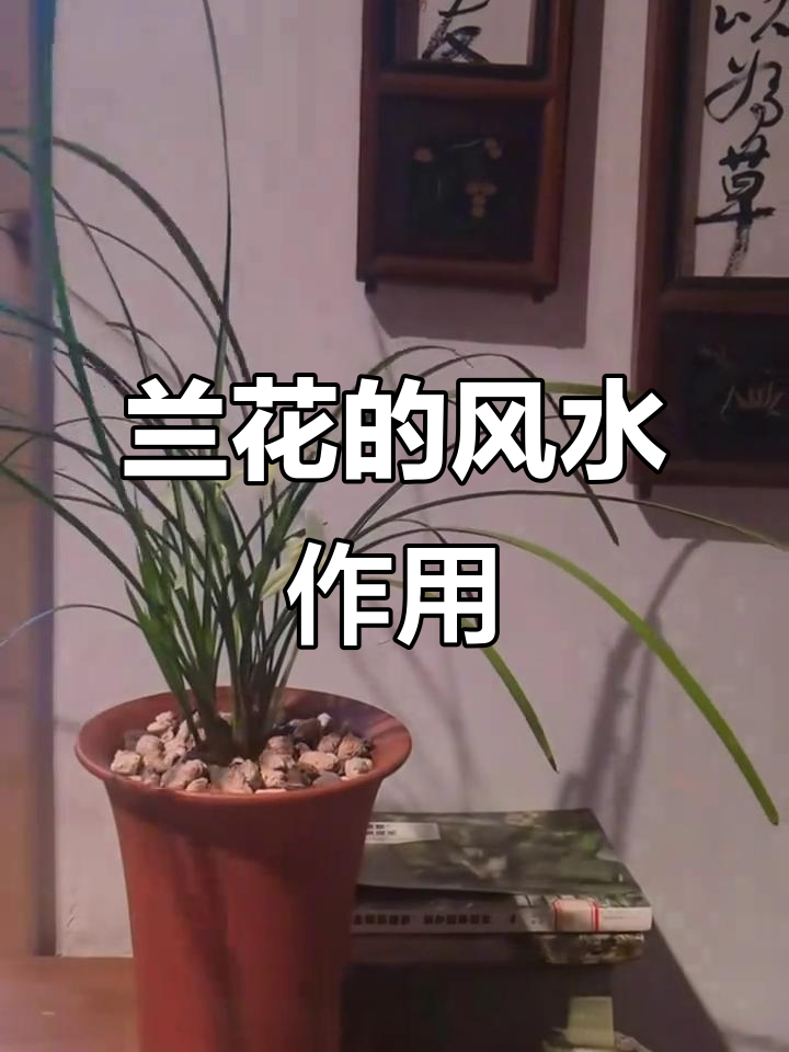 兰花风水与家居搭配,提升气场与运势