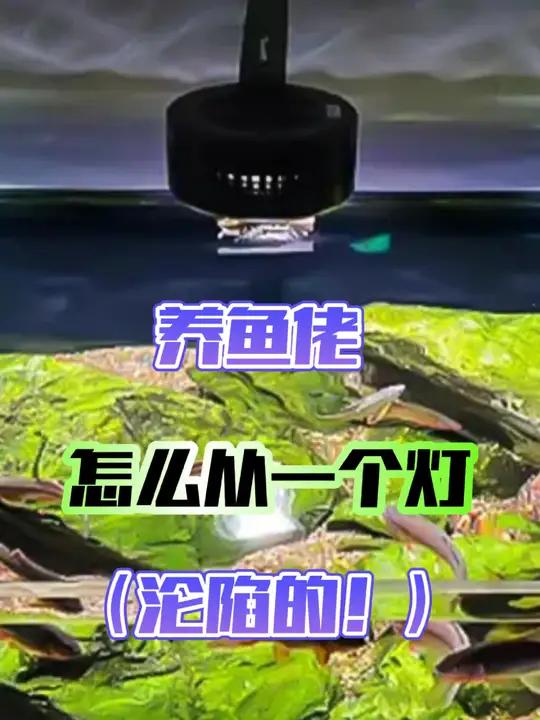 养鱼佬是怎么从一个波光粼粼的灯开始沦陷的?本来就想养几条鱼的,结果越玩越大了,养鱼鱼缸真的