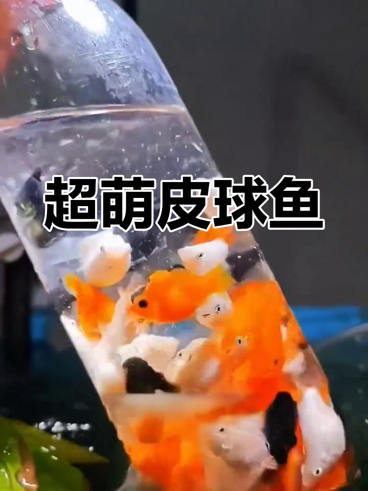 玛丽皮球鱼,圆滚滚超萌,轻松饲养还能繁殖!