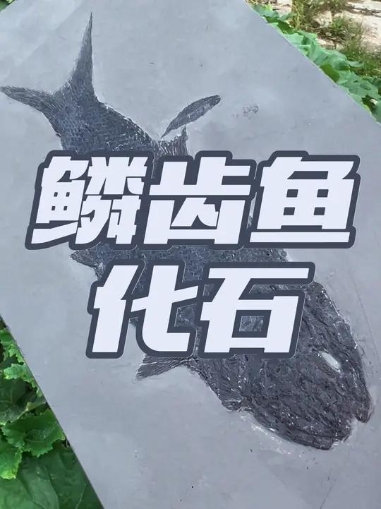 贵州三叠纪鳞齿鱼化石