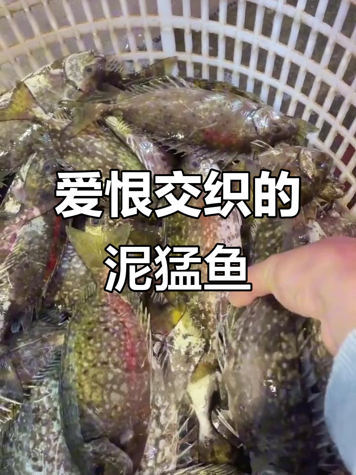 臭肚鱼:让人又爱又恨的海鲜美味,处理时需小心!