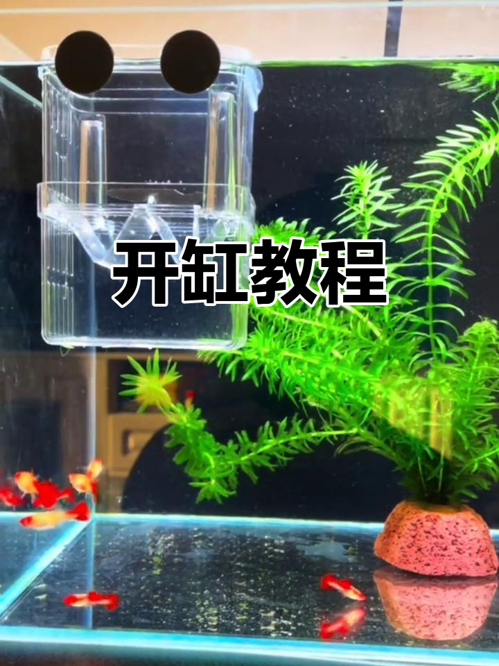 孔雀鱼缸开启指南,轻松上手,快乐养殖!