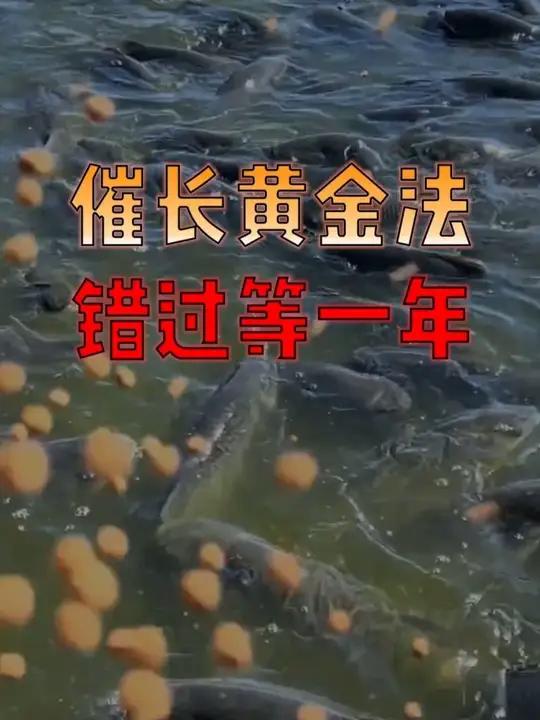 鱼生长高峰期别瞎喂!这套组合拳,让鱼多吃快长!