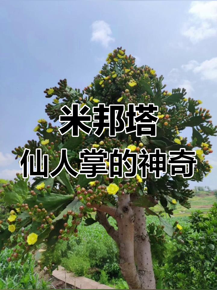 米邦塔仙人掌:沙漠之树,食用、观赏与药用价值并存